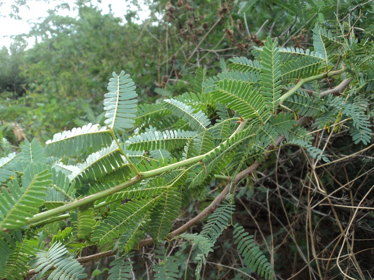 Neltuma juliflora (Sw.) Raf.